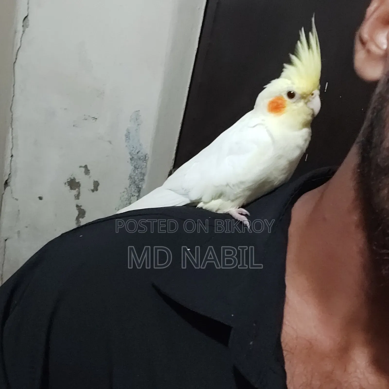 Tame Cockatiel Female