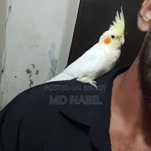 Tame Cockatiel Female