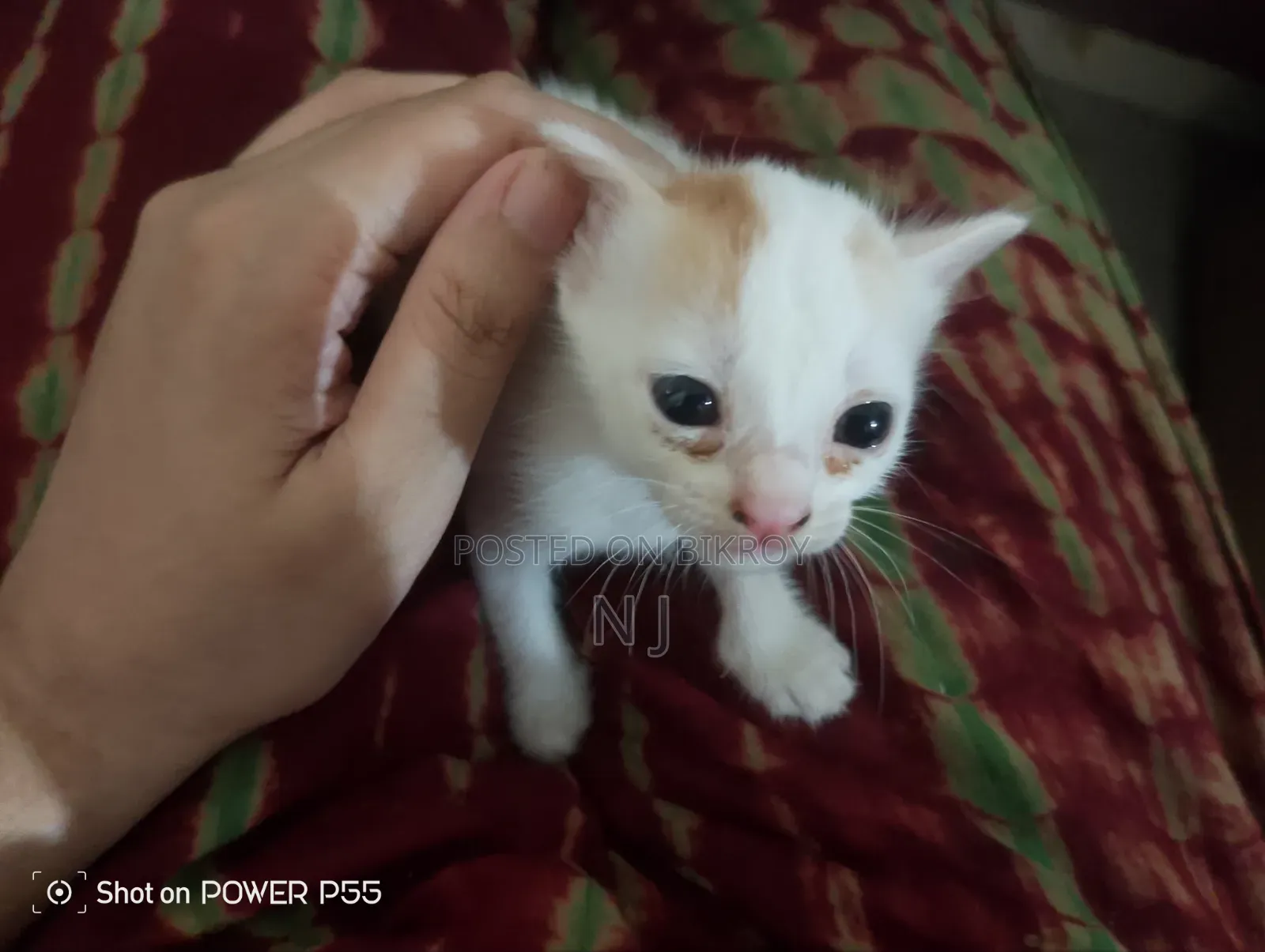 0-1 Month Female Purebred Bengal