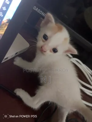 0-1 Month Female Purebred Bengal