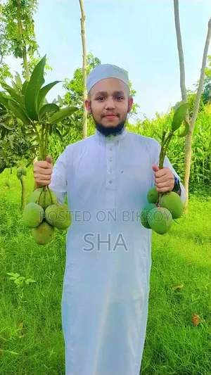 রাজশাহীর আম