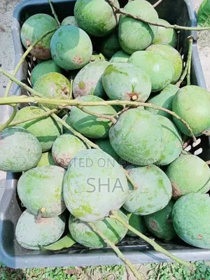 রাজশাহীর আম