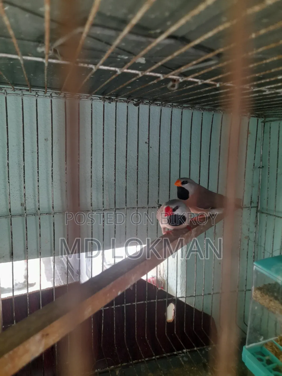 A pair of Long Tail with eggs