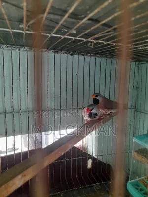 A pair of Long Tail with eggs