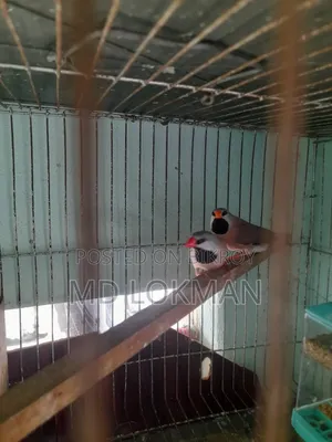 A pair of Long Tail with eggs