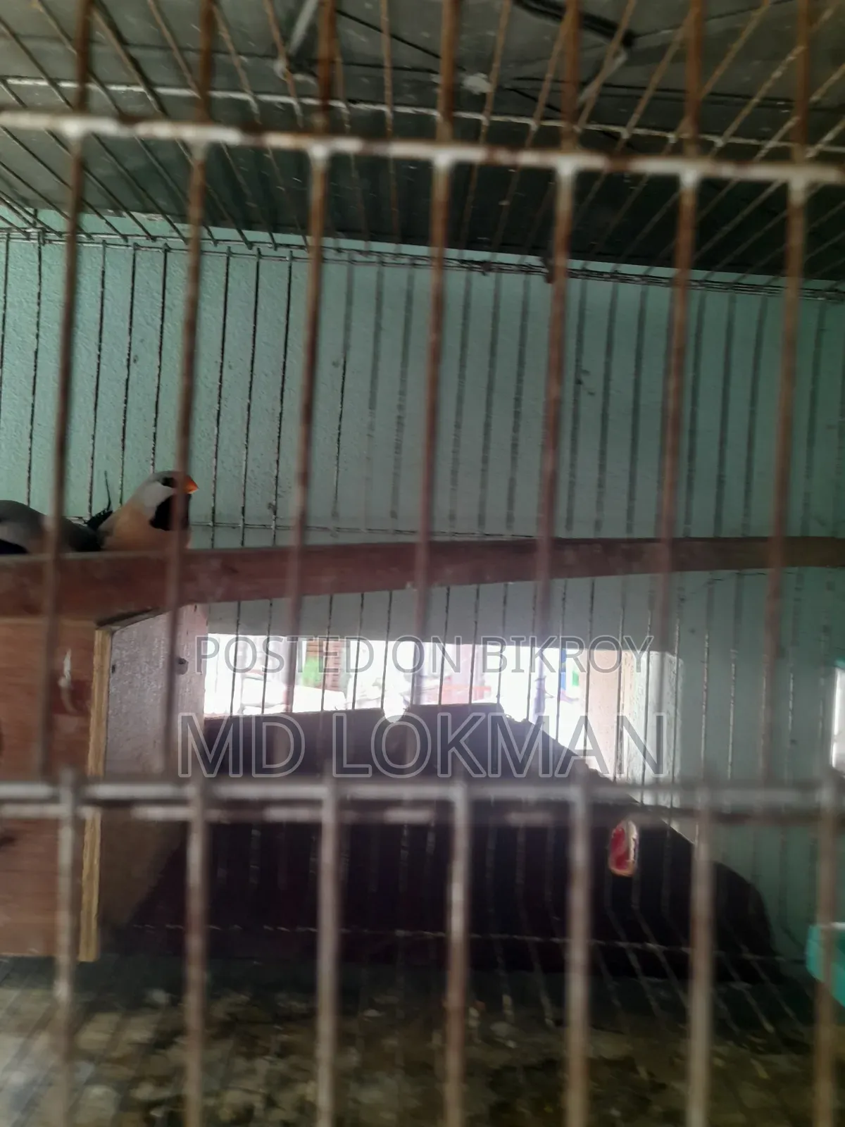A pair of Long Tail with eggs