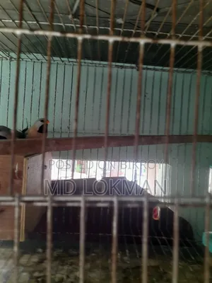 A pair of Long Tail with eggs