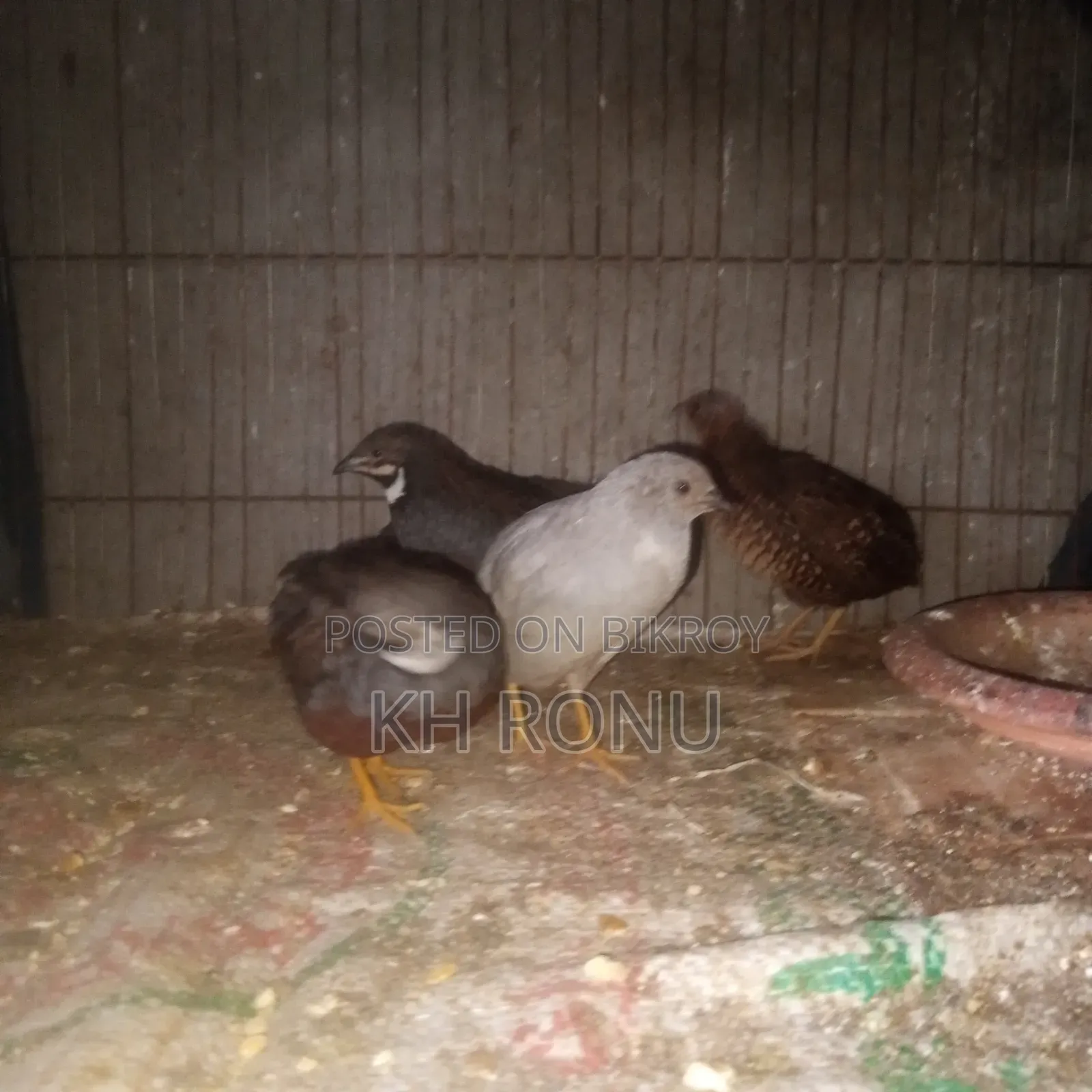 King Quail bird