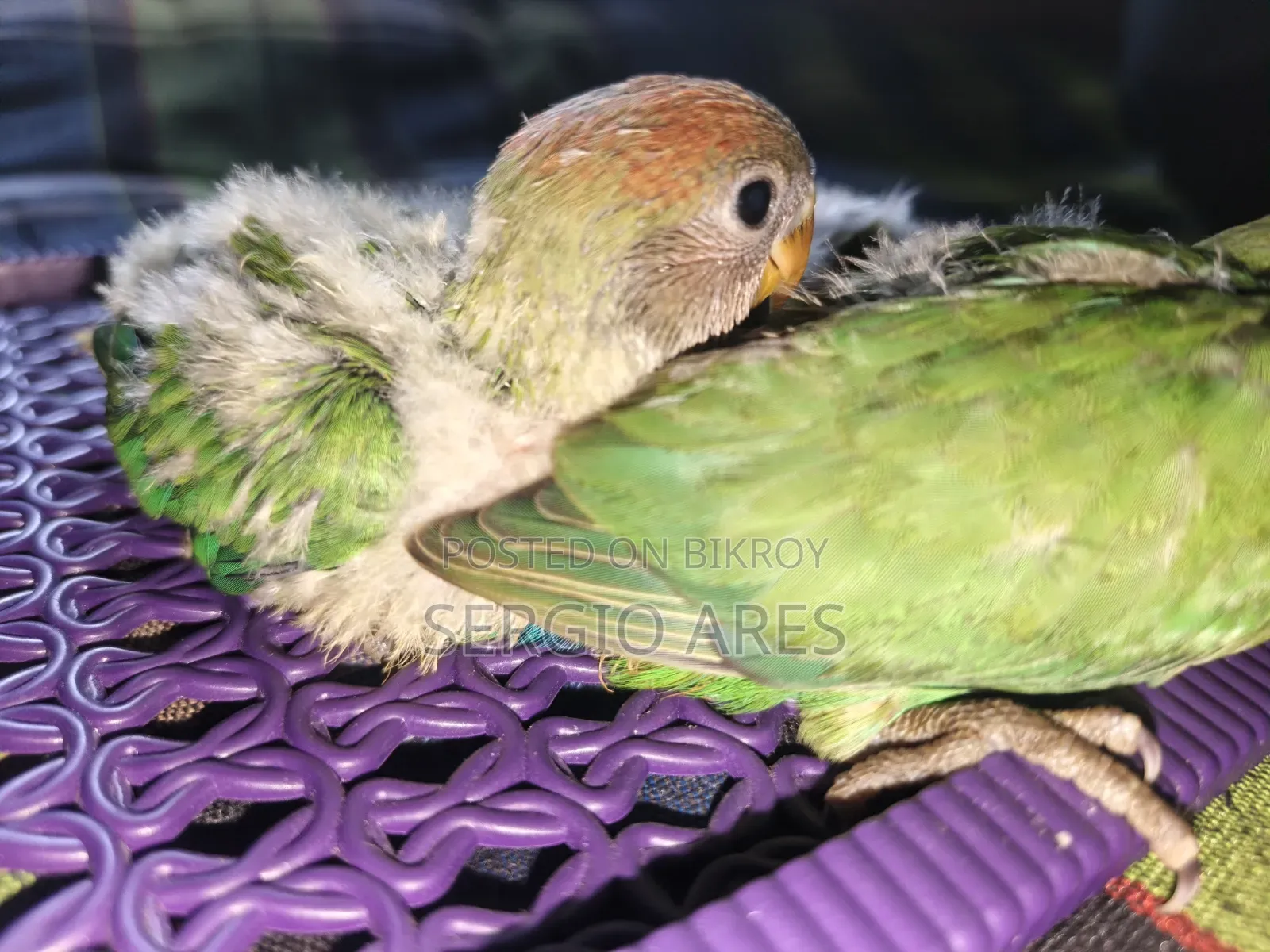 Lovebird Handfeed Baby