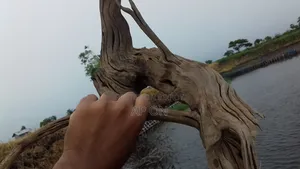 Bog Wood for Aquarium