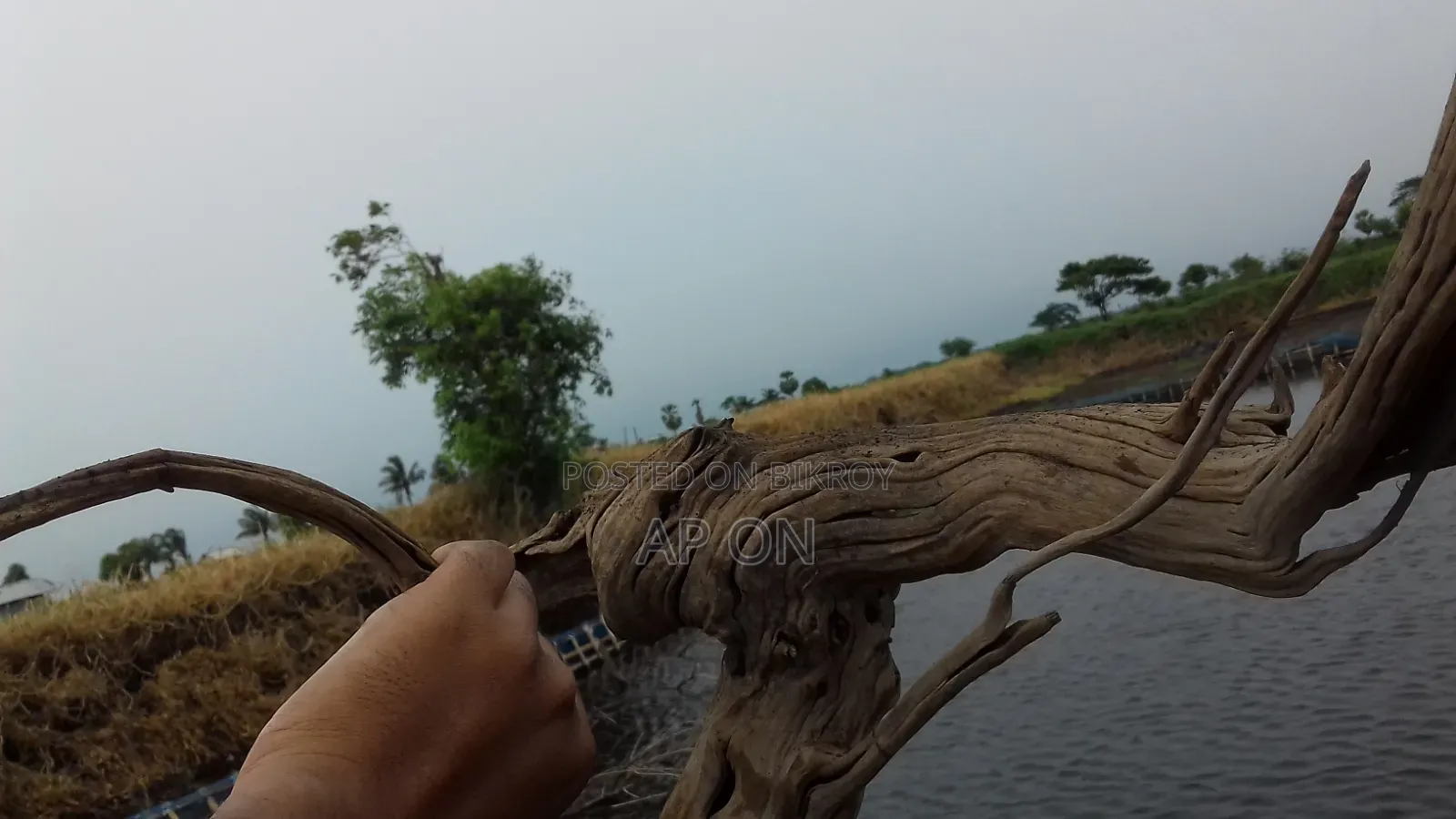 Bog Wood for Aquarium