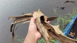 Bog Wood for Aquarium