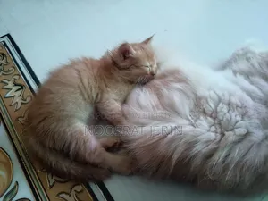 1-3 Months Female Mixed Breed Persian