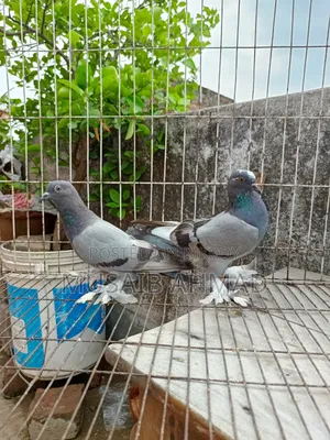 হাত বাজির কবুতর