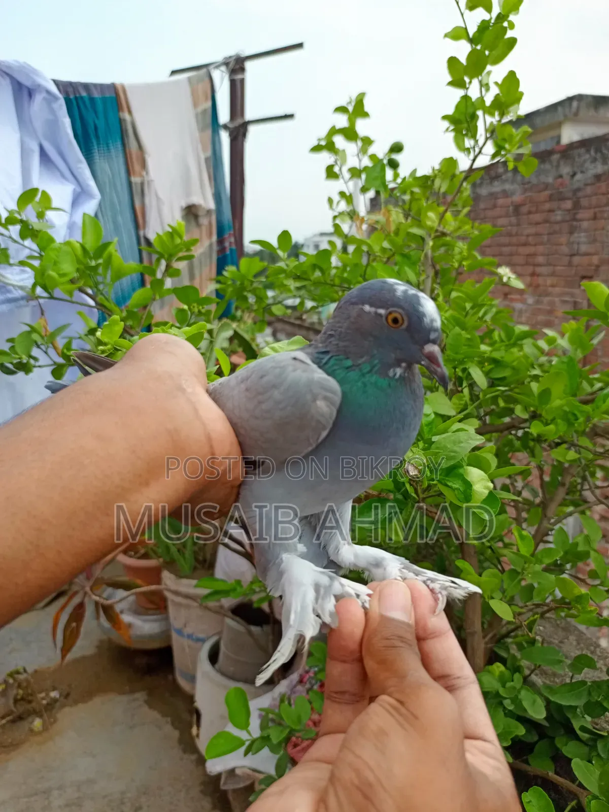 Hand-Trained Pigeons