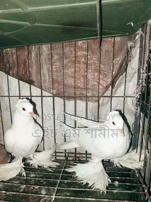 ইন্ডিয়ান লোটন