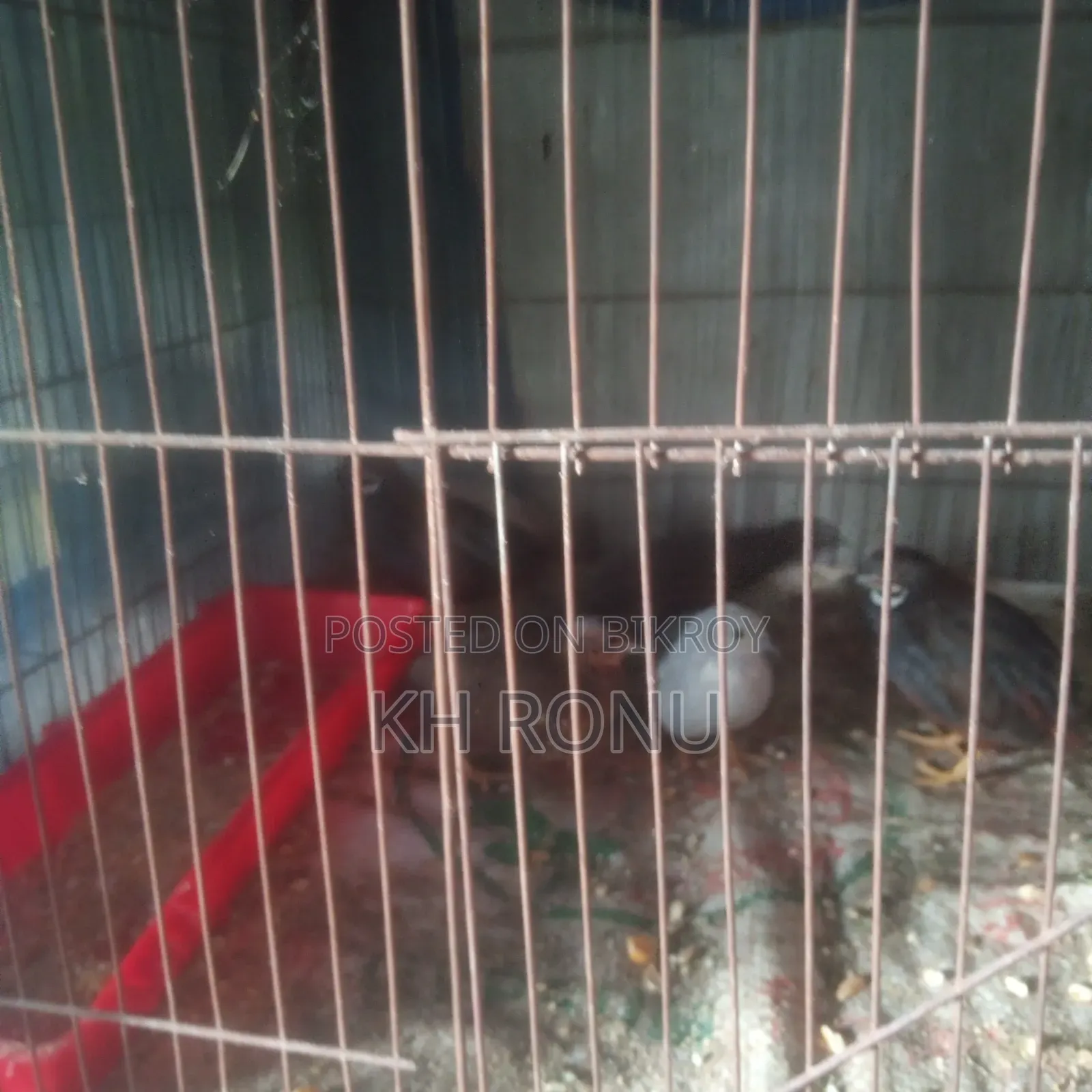 King Quail bird