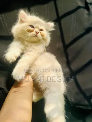 ১-৩ মাস বয়সী নারী বিশুদ্ধ পার্সিয়ান