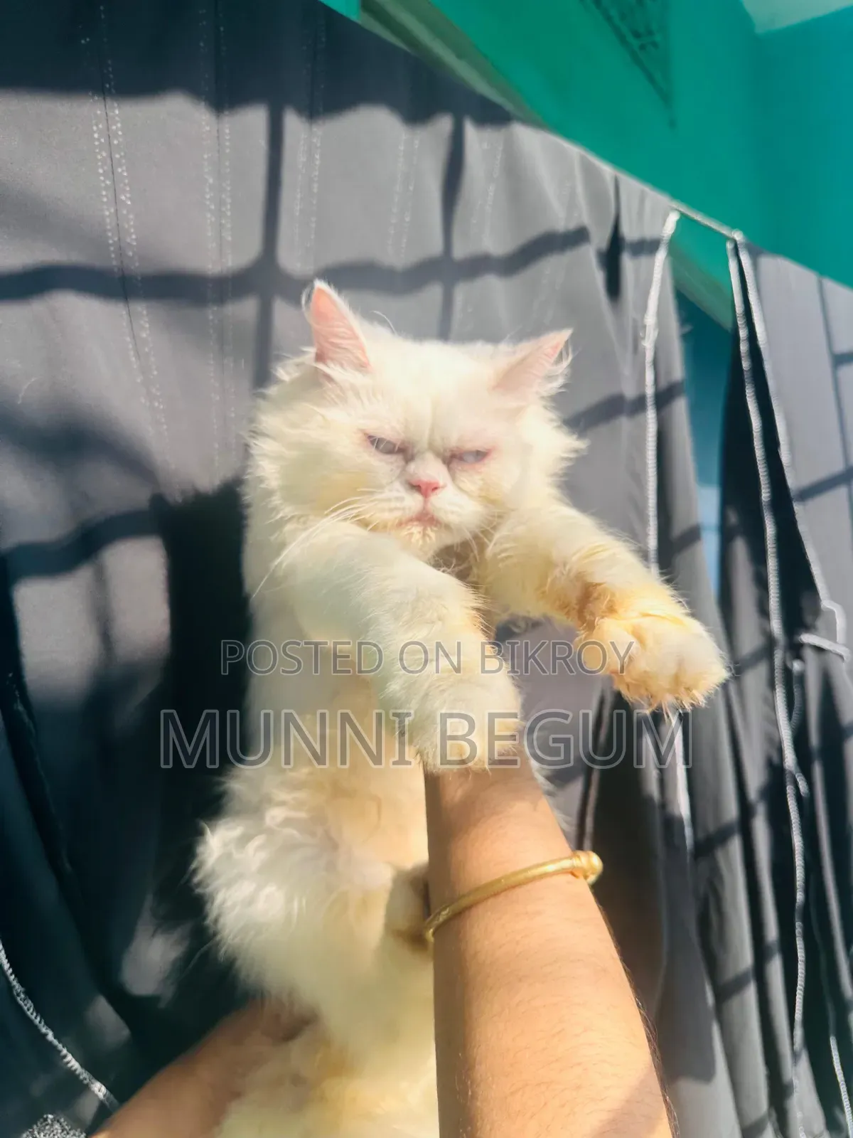 6-12 Months Male Purebred Persian