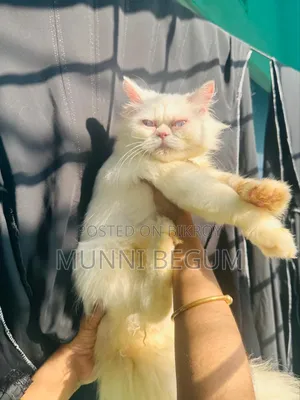 6-12 Months Male Purebred Persian