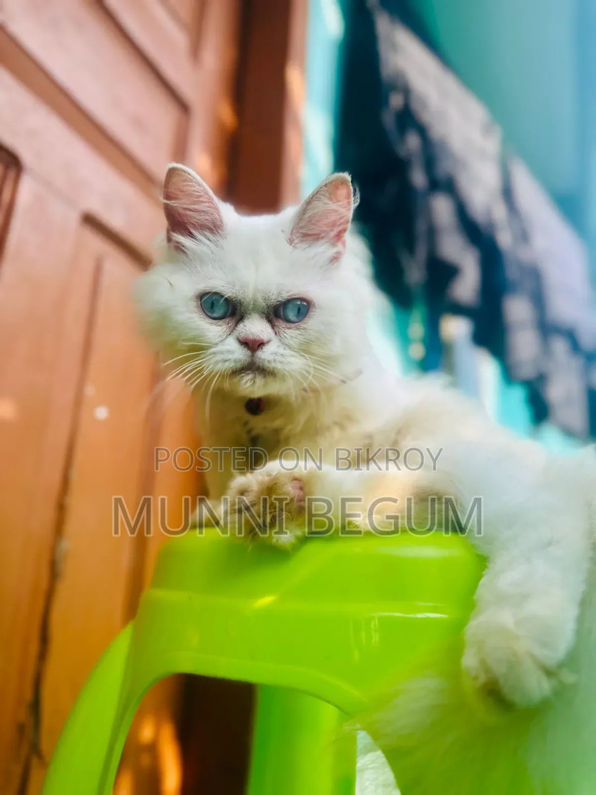 6-12 Months Male Purebred Persian