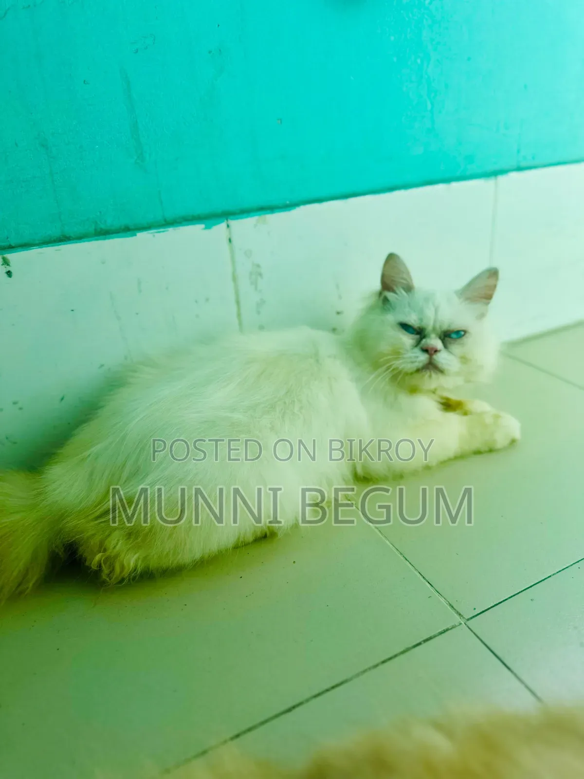 6-12 Months Male Purebred Persian