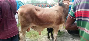 Sahiwal Cow