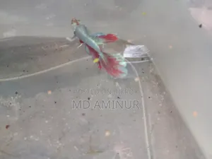 Rare Betta, Molly, Guppy and various types of fish available here