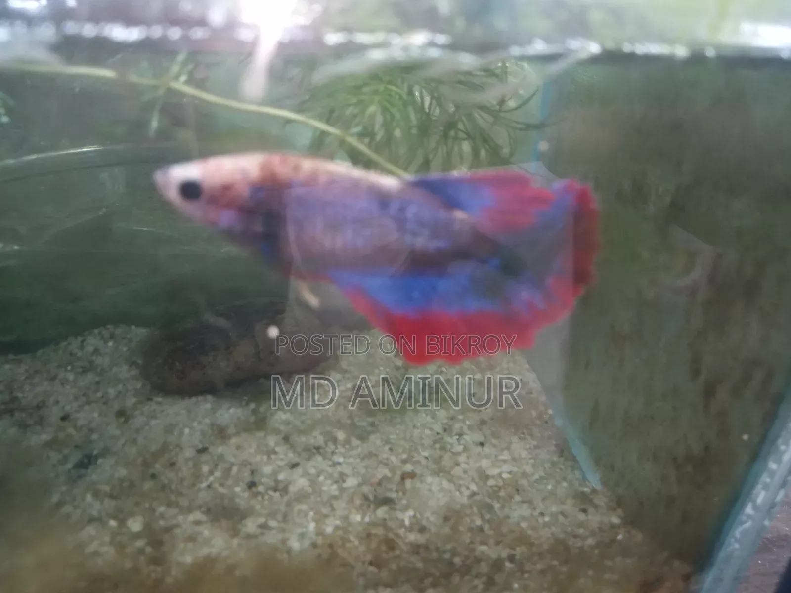 Rare Betta, Molly, Guppy and various types of fish available here