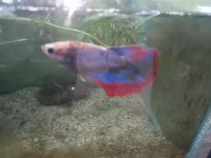 Rare Betta, Molly, Guppy and various types of fish available here