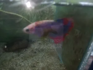 Rare Betta, Molly, Guppy and various types of fish available here