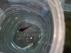Rare Betta, Molly, Guppy and various types of fish available here