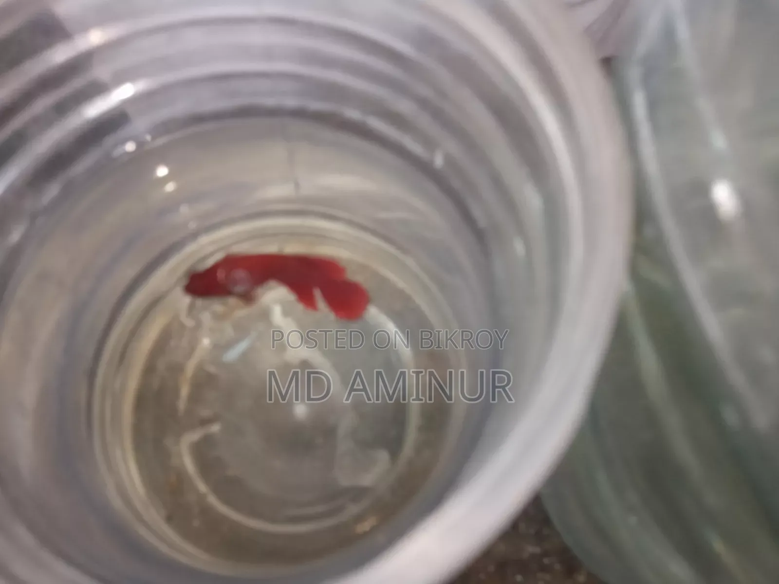 Rare Betta, Molly, Guppy and various types of fish available here