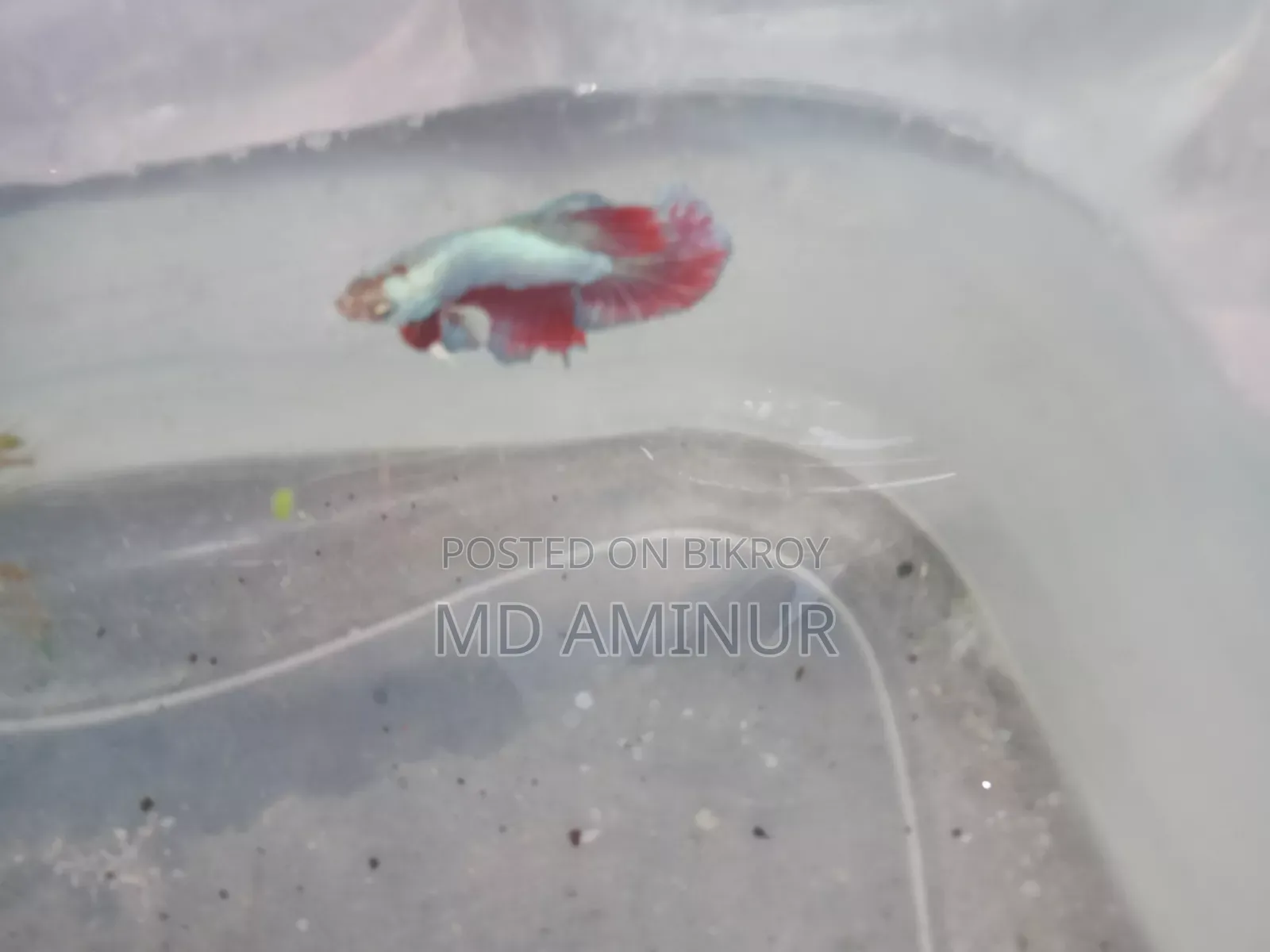 Rare Betta, Molly, Guppy and various types of fish available here