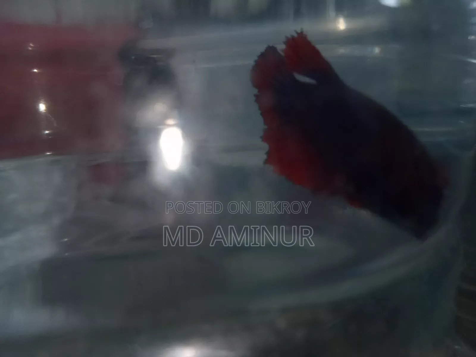 Rare Betta, Molly, Guppy and various types of fish available here