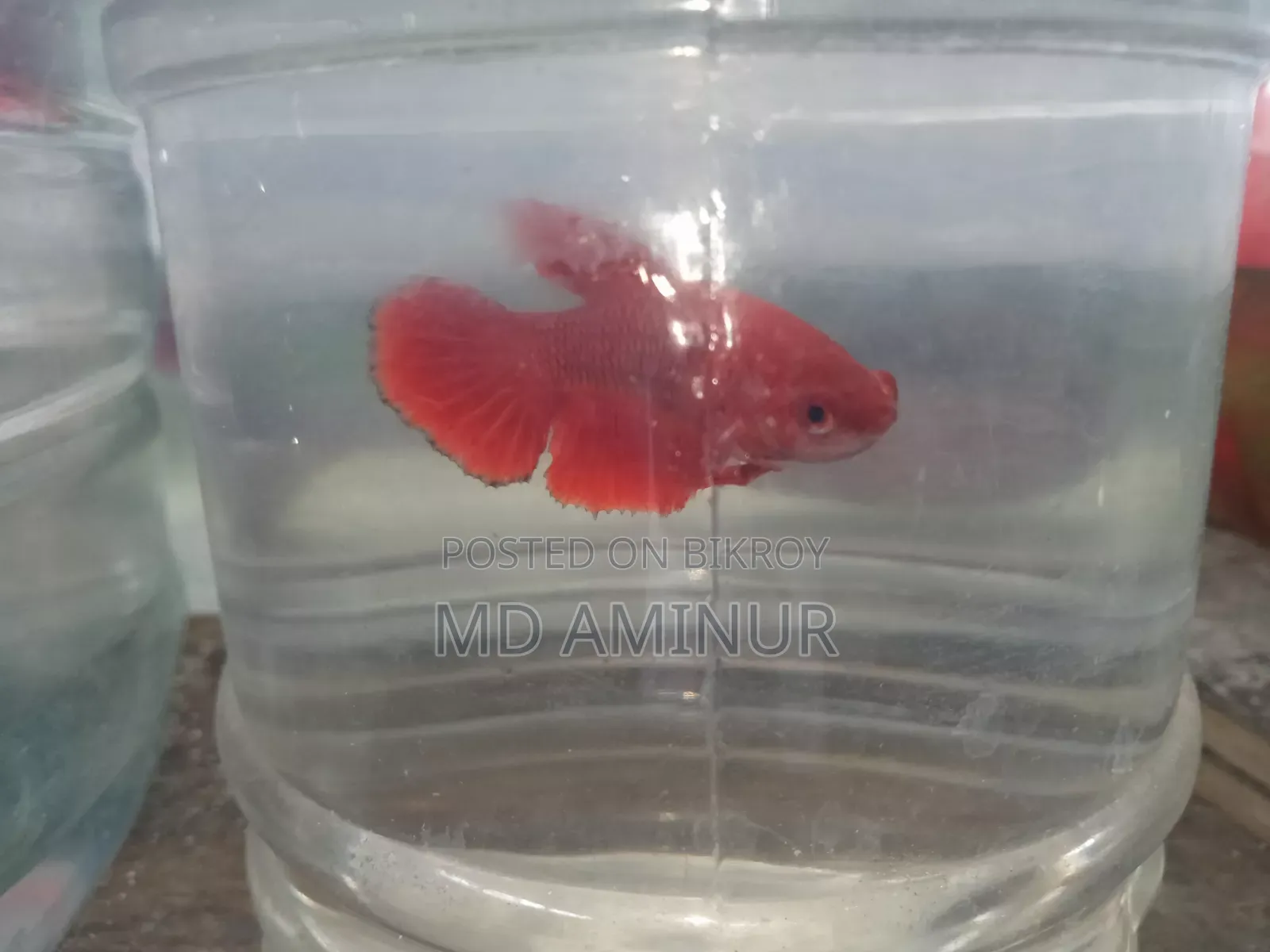 Rare Betta, Molly, Guppy and various types of fish available here