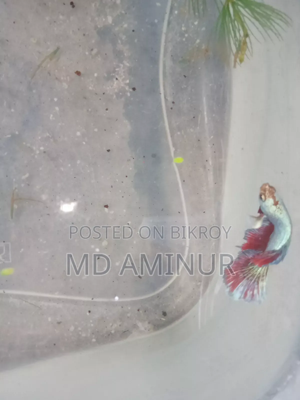 Rare Betta, Molly, Guppy and various types of fish available here