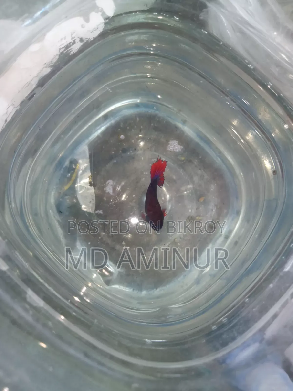 Rare Betta, Molly, Guppy and various types of fish available here