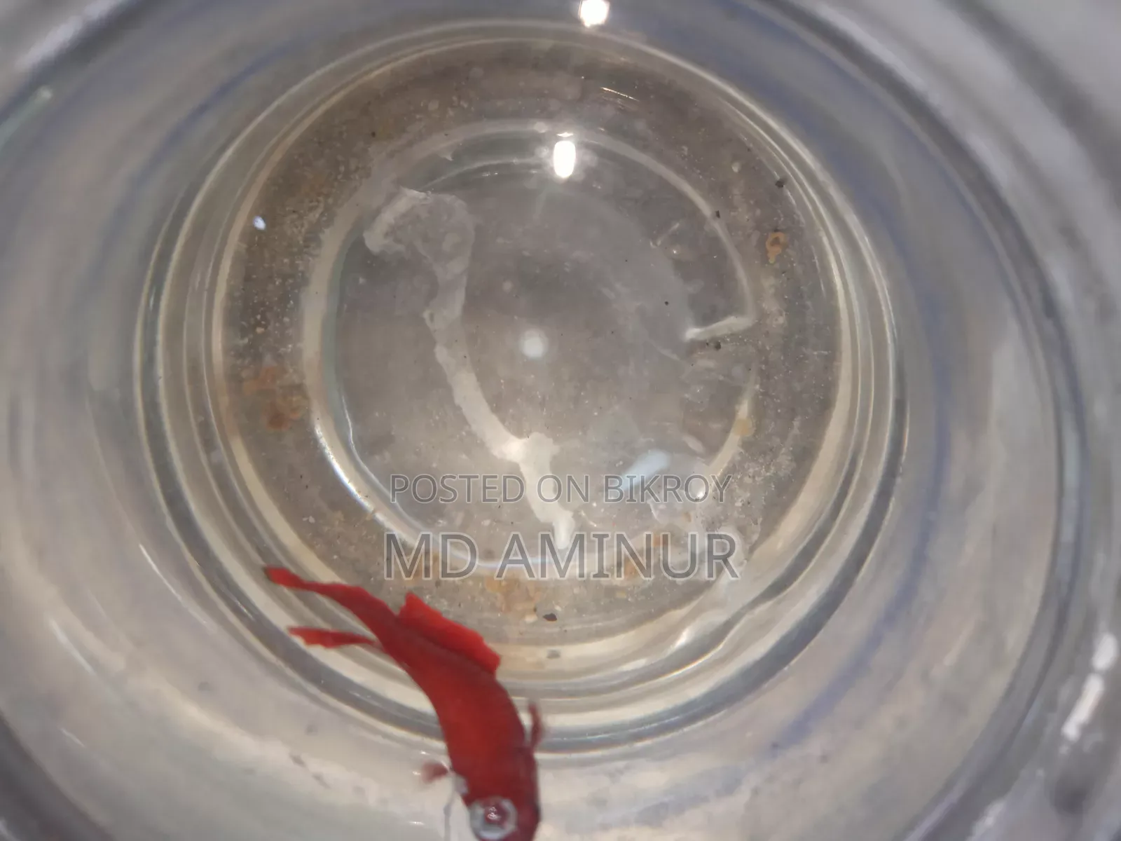 Rare Betta, Molly, Guppy and various types of fish available here