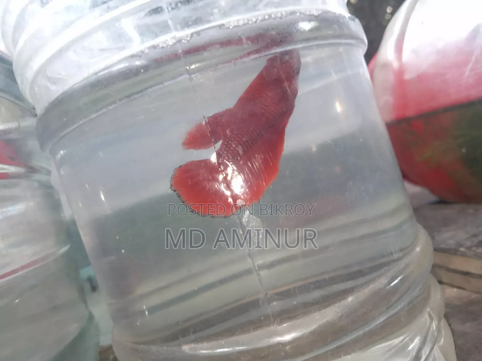 Rare Betta, Molly, Guppy and various types of fish available here