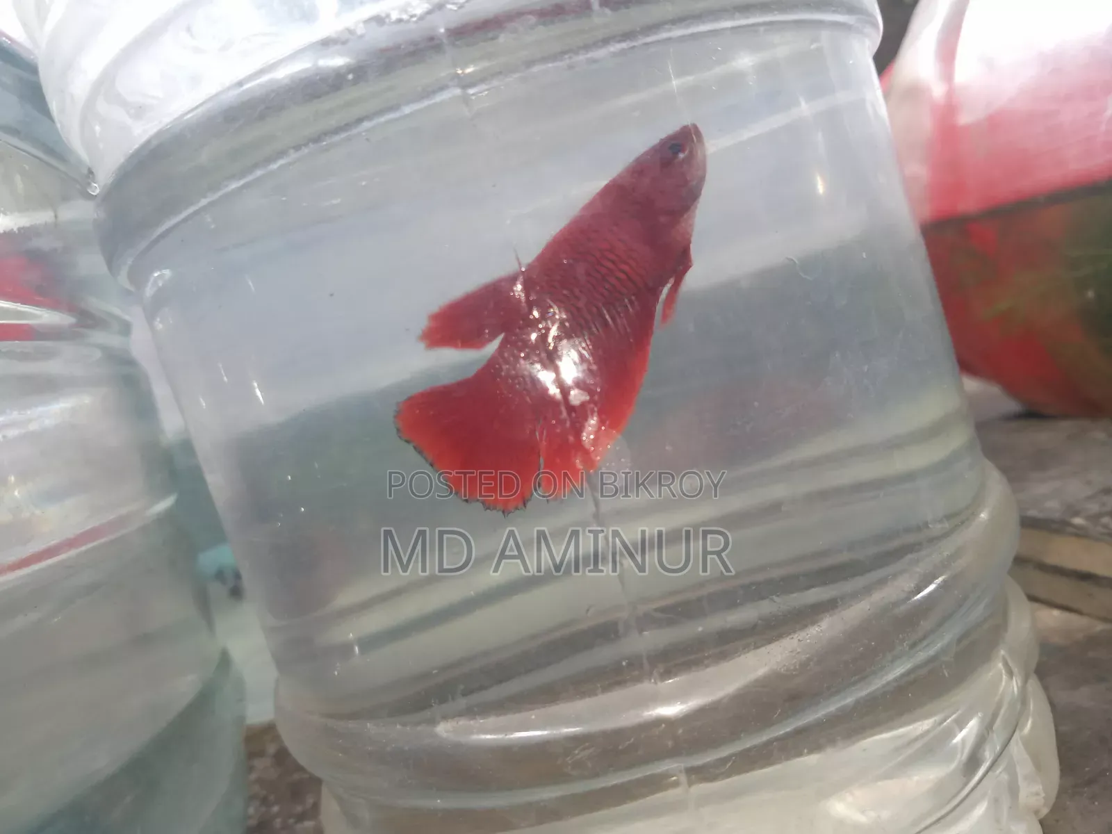 Rare Betta, Molly, Guppy and various types of fish available here