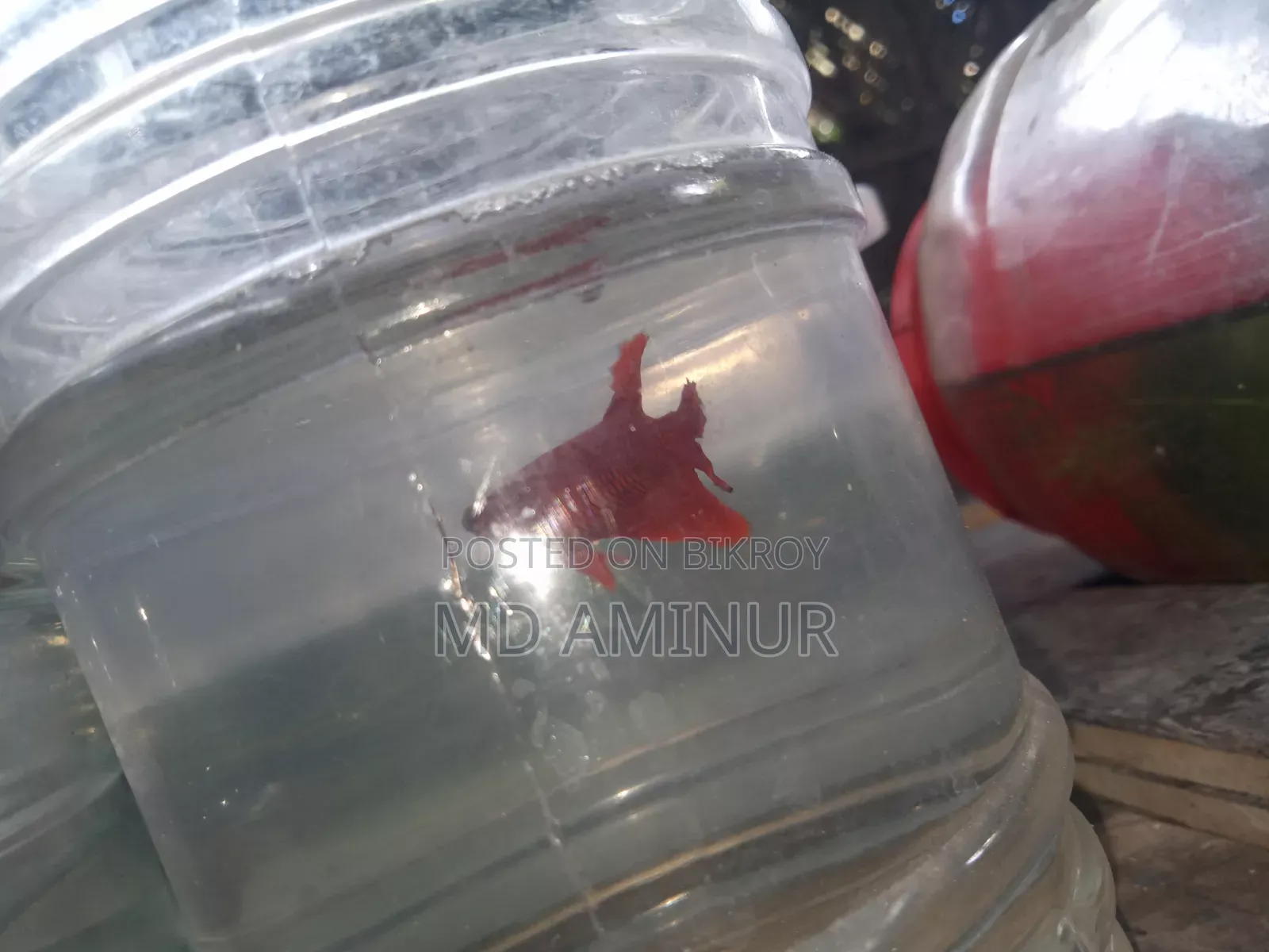 Rare Betta, Molly, Guppy and various types of fish available here