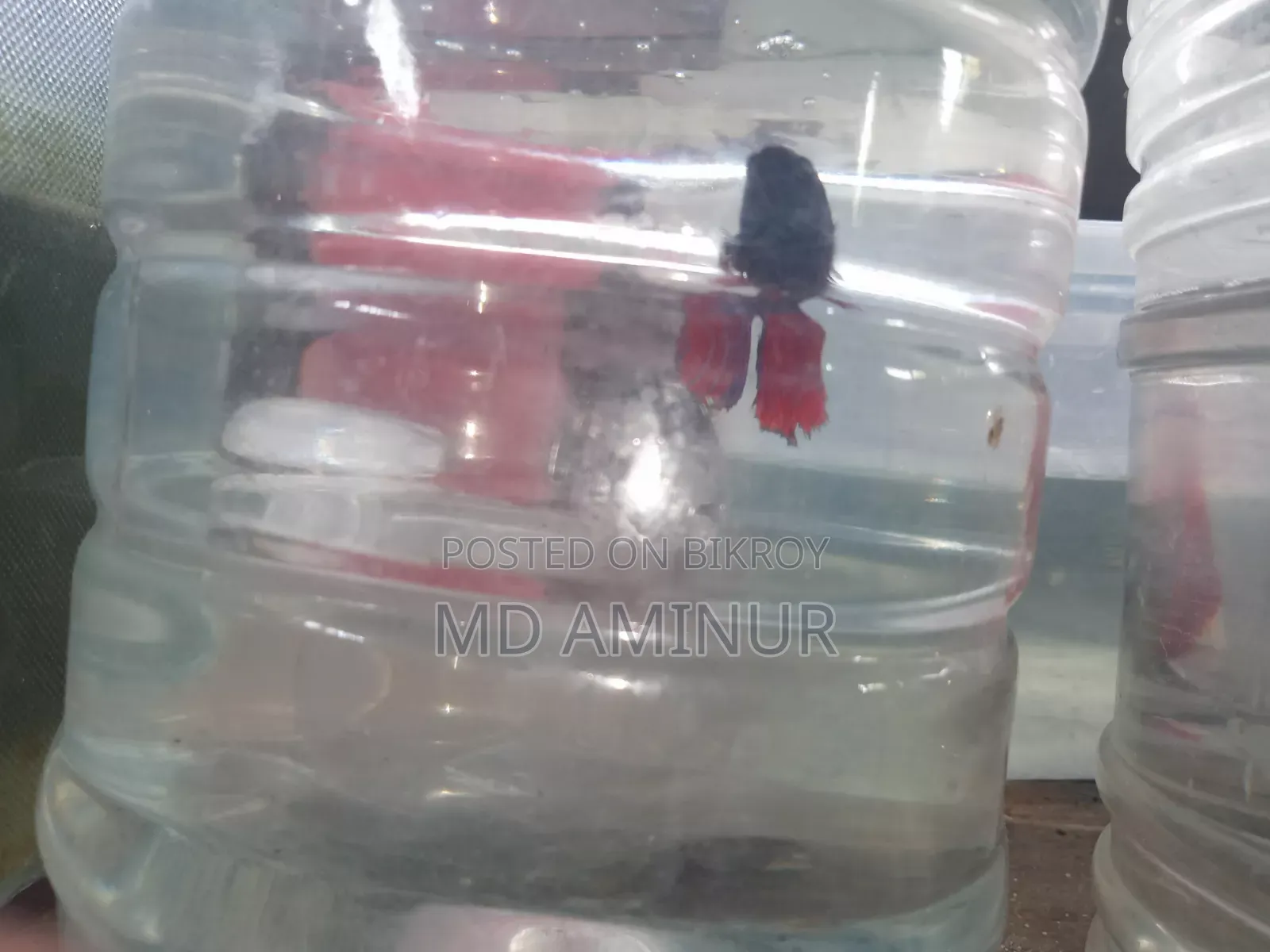 Aquarium fish with various types of shrimp available