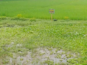 জমি বিক্রি