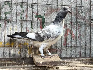 কবুতর/Kobutor