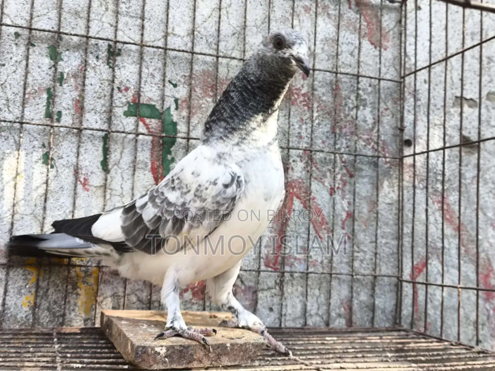 কবুতর/Kobutor
