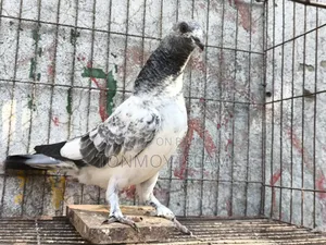 কবুতর/Kobutor