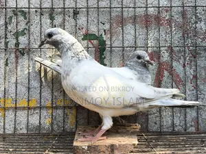 কবুতর/Kobutor
