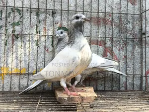 কবুতর/Kobutor