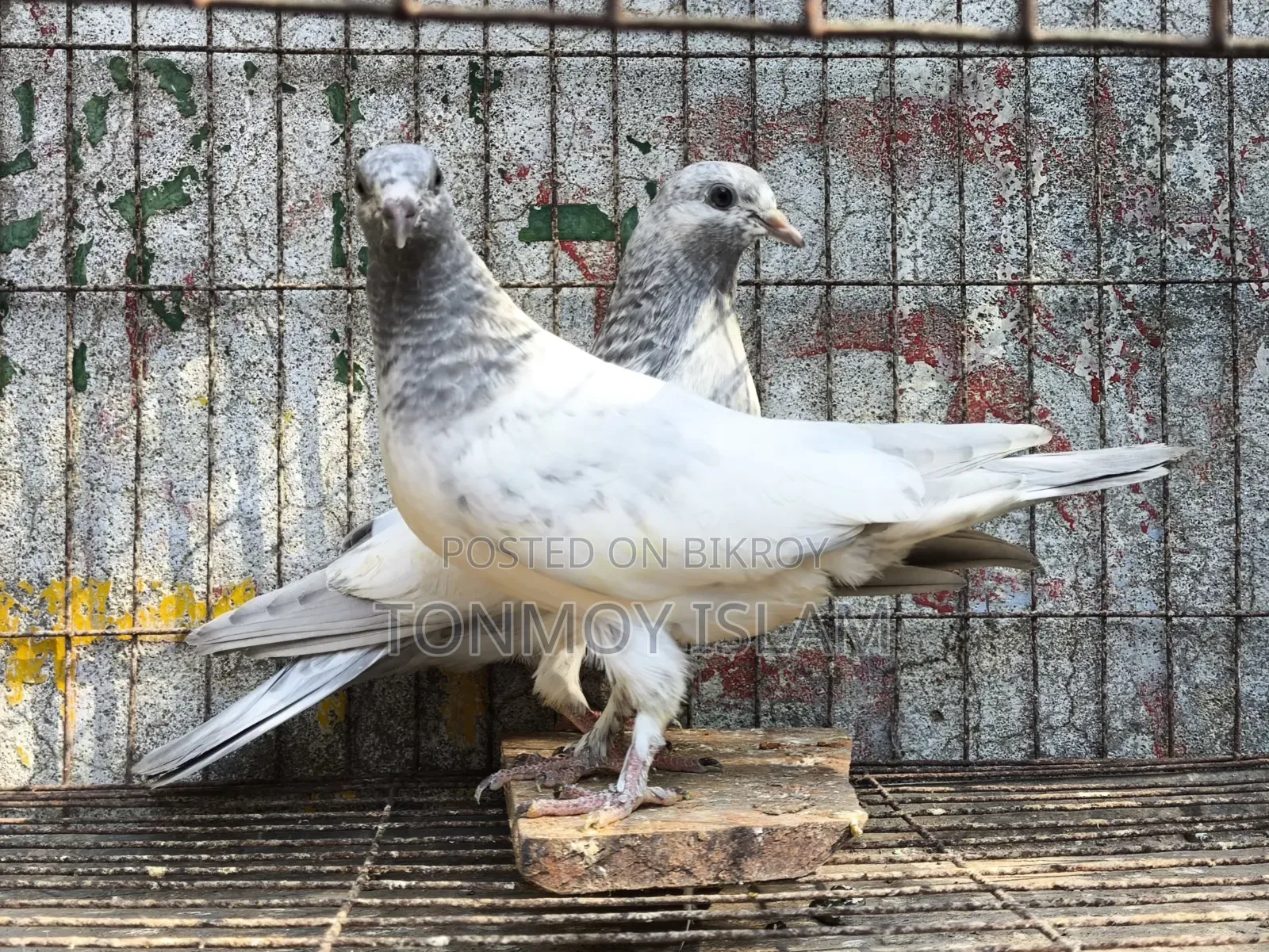 কবুতর/Kobutor